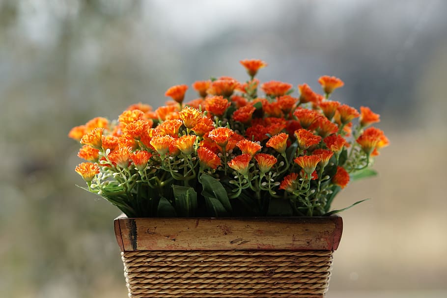 flowers, nature, plants, flowering plant, beauty in nature HD wallpaper