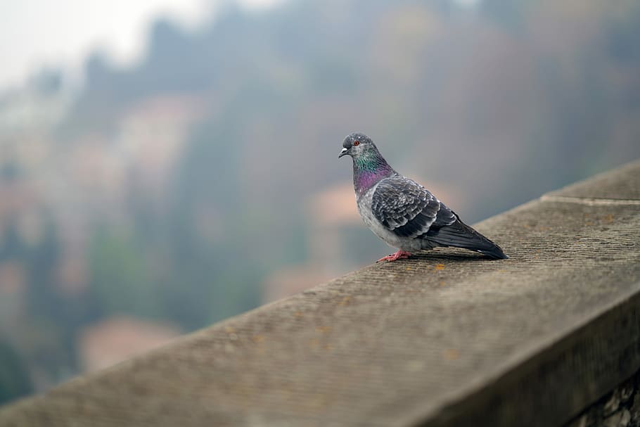 grey pigeon on concrete railing, brid, ledge, animal, bird, animal themes