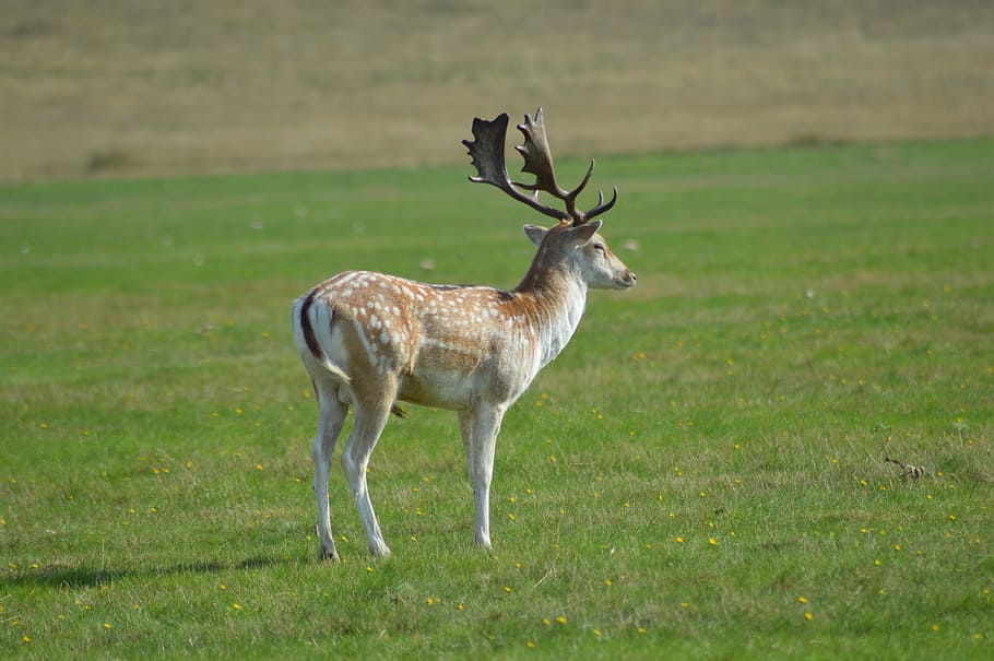 fallow deer, meadow, nature, wildlife, animal, mammal, animals In The Wild HD wallpaper