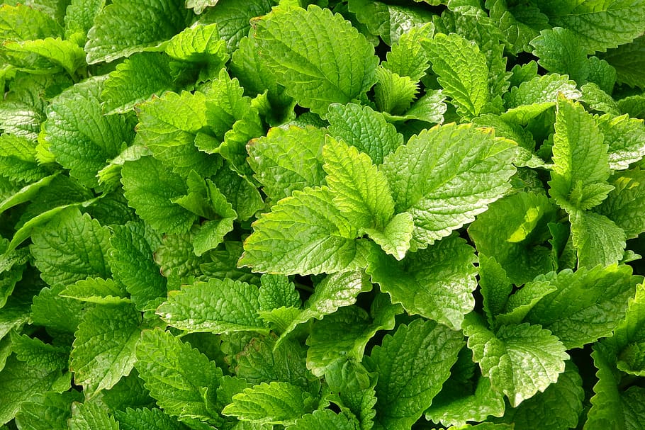Peppermint Photos Download The BEST Free Peppermint Stock Photos  HD  Images