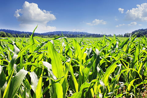green plants under white and blue sky, Field, Corn, Cornfield HD wallpaper