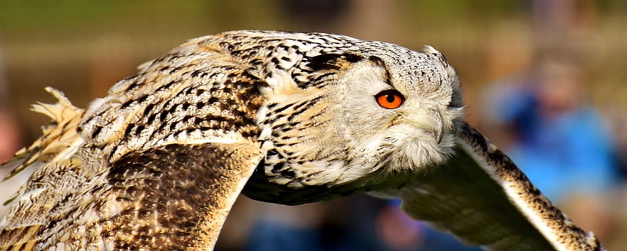 flying brown snow owl, bird, feather, eagle owl, animals, wild bird HD wallpaper