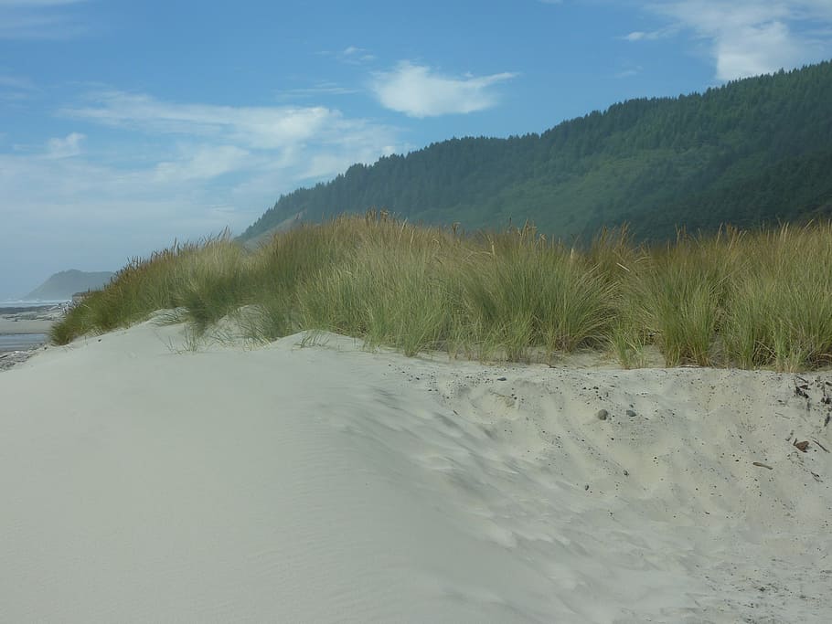 oregon, dune, sand, ocean, beach, pacific, shoreline, beach sand HD wallpaper
