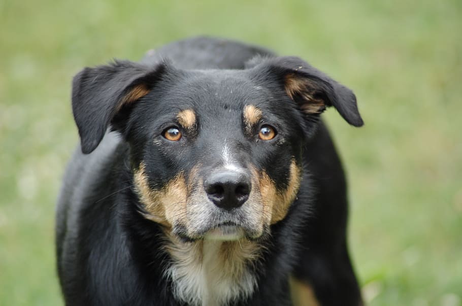 dog, collie, play, beast, one animal, domestic, canine, pets HD wallpaper