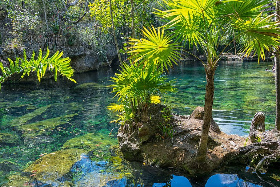 green pond and trees, mexico, yucatan, cenote, nature, summer