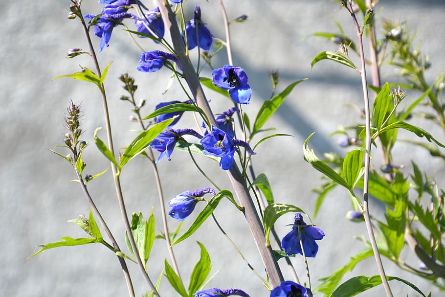 plant, delphinium, larkspur, flower, blue, stem, inflorescences, HD wallpaper