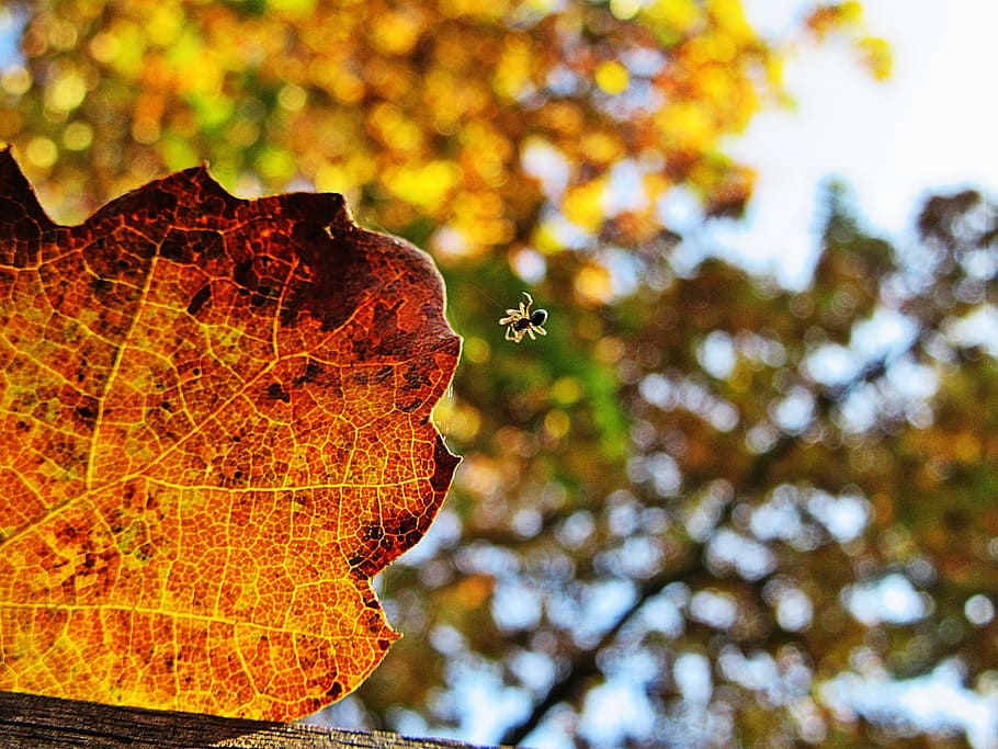 Autumn Leaf, Macro, Spin, Veins, forest, season, yellow, nature HD wallpaper
