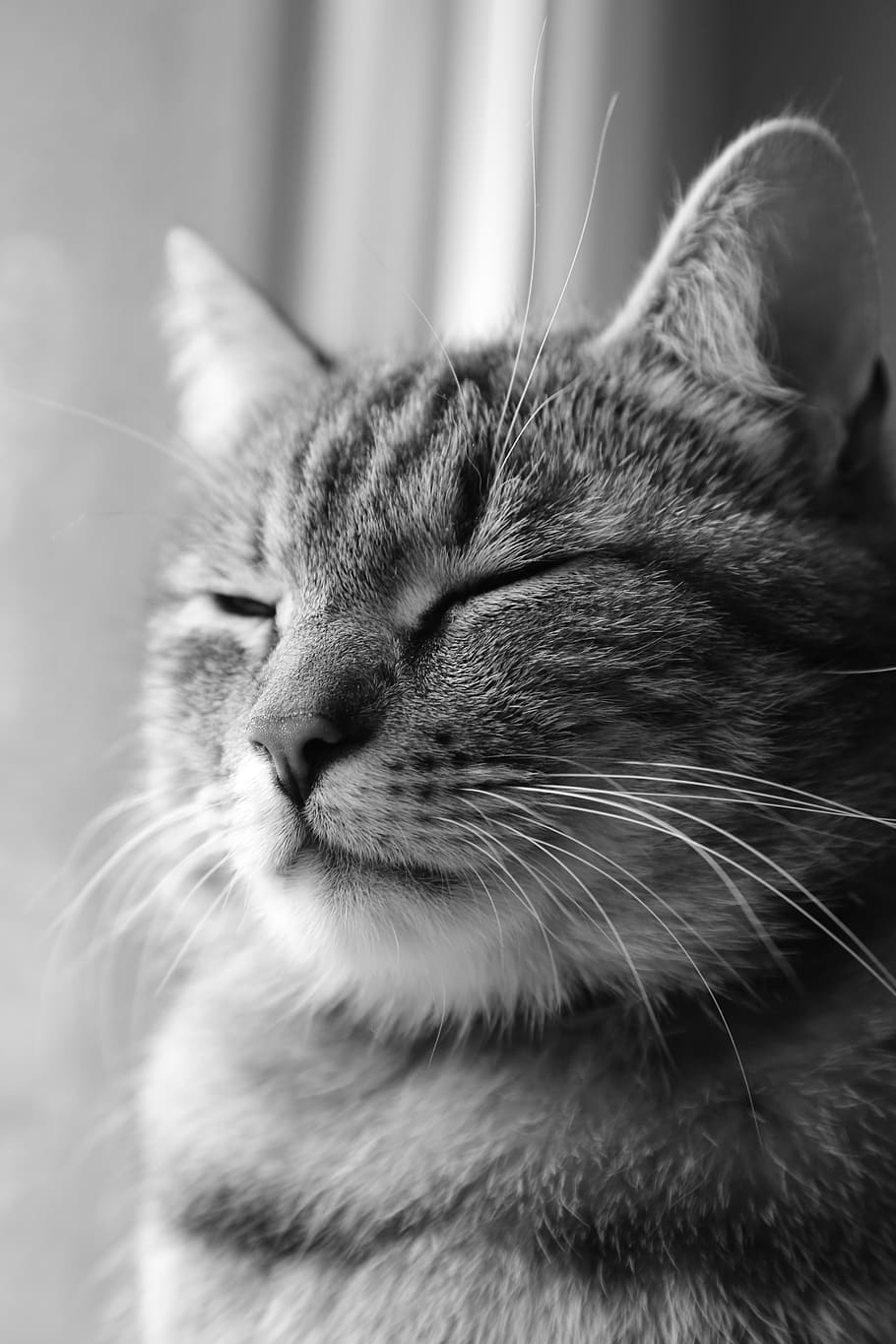 grayscale photo of cat, cute, animals, portrait, furry, one animal HD wallpaper