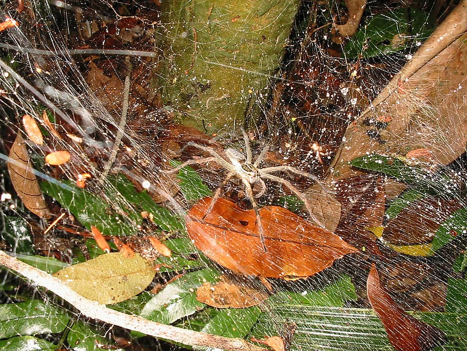 spider, web, arachnid, nature, bug, arthropod, forest, arachnophobia HD wallpaper