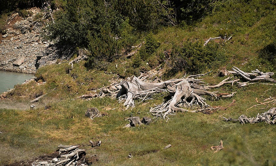 root, tree stumps, old, decay, morsch, plant, animal wildlife HD wallpaper