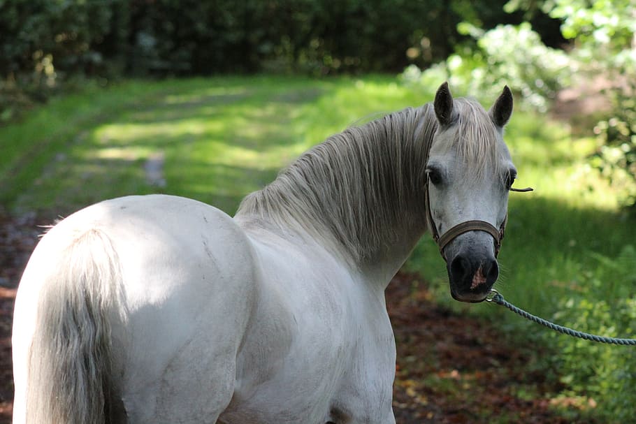 white horse, pony, grass, head, animal, horses, whey, nature HD wallpaper