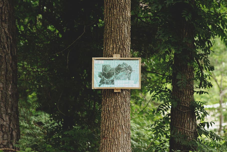 poster stick on tree branch, forest map on tree bark, gray, signage HD wallpaper