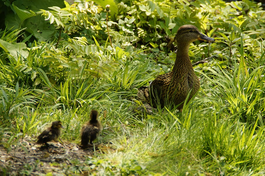 Duck, Mallard, Female, Chicks, Bird, water bird, waterfowl HD wallpaper