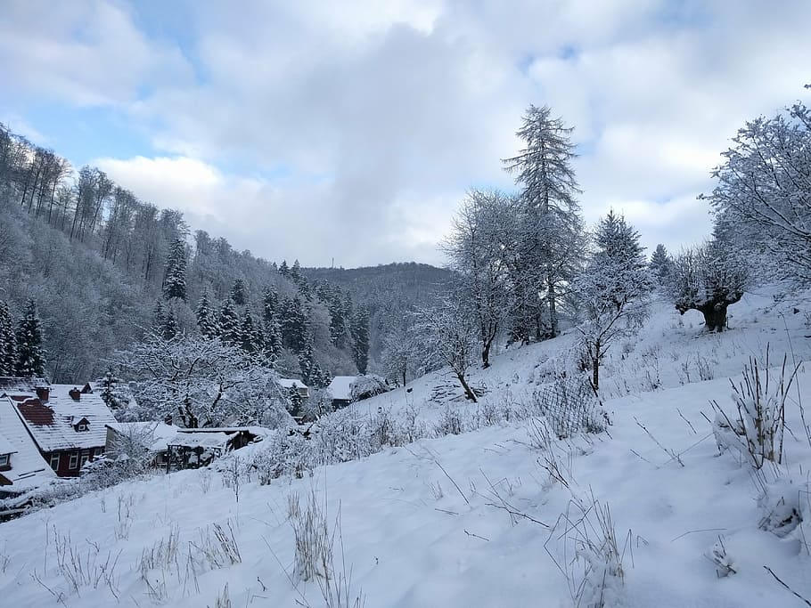 winter, snow, wintry, forest, nature, winter dream, landscape HD wallpaper