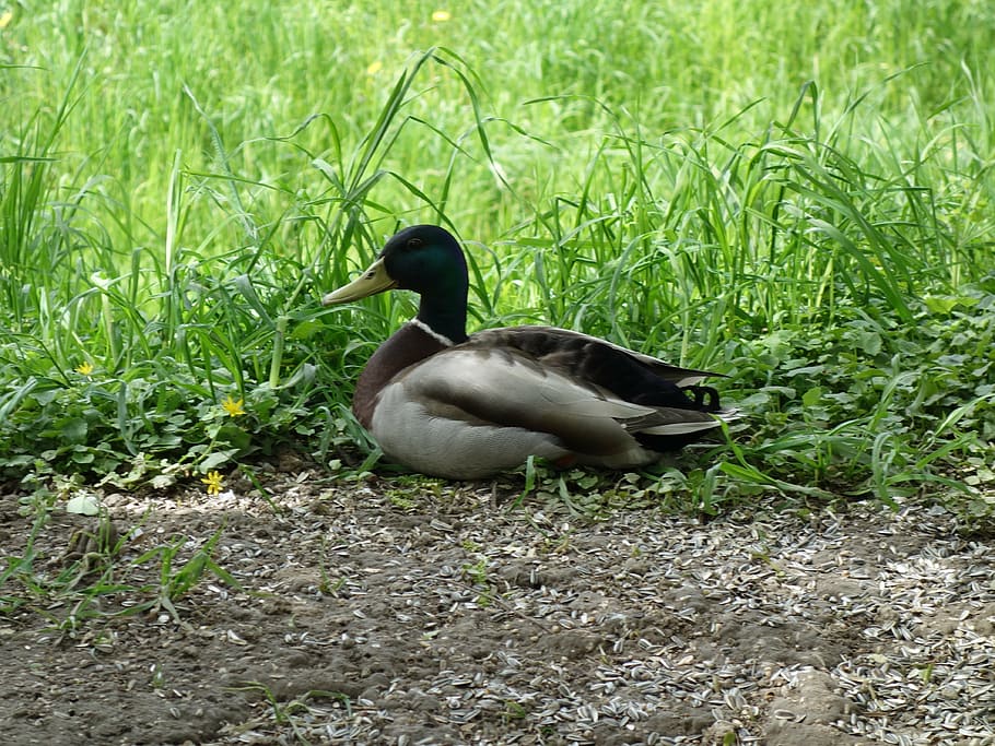 duck, nature, animals, grass, resting, bird, fauna, animals in the wild HD wallpaper