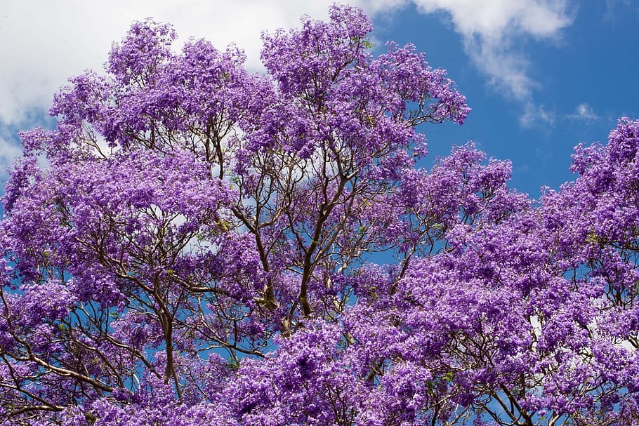 purple cherry blossom tree, Jacaranda, Flowers, Australia, pretty, HD wallpaper