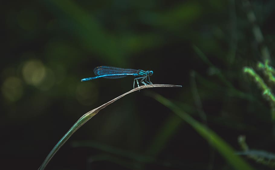 blue dragonfly on green grass leaf, selective focus photography of blue damselfly perched on green grass leaf HD wallpaper