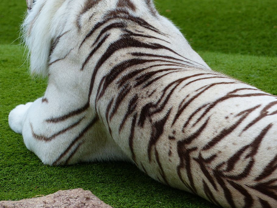 white tiger skin wallpaper