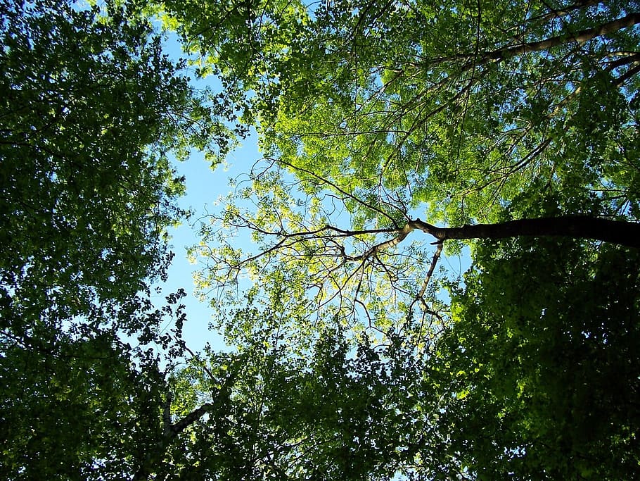 trees, ostrava, green, forest, sky, nature, foliage, branches HD wallpaper