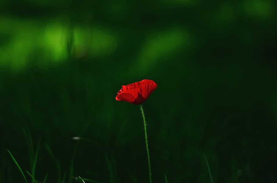 dawn, nature, red, field, background, beautiful, bloom, blooming HD wallpaper