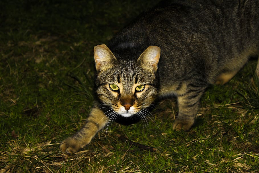 Animals, Cat, Pet, Animal, Home, cat eyes, portrait, domestic cat HD wallpaper