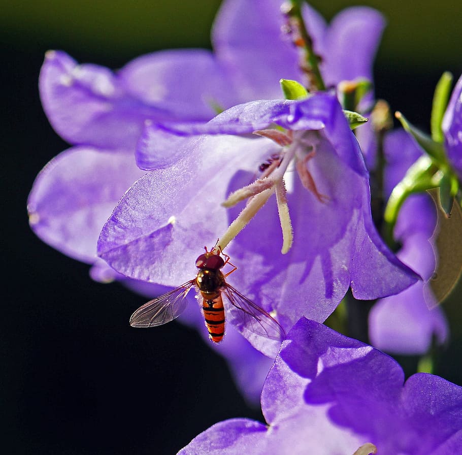 hoverfly, bellflower, stamens, wing, transparent, back light HD wallpaper