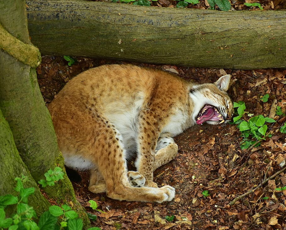 red lynx, fur, points, nature, cat, animal world, zoo, hair HD wallpaper