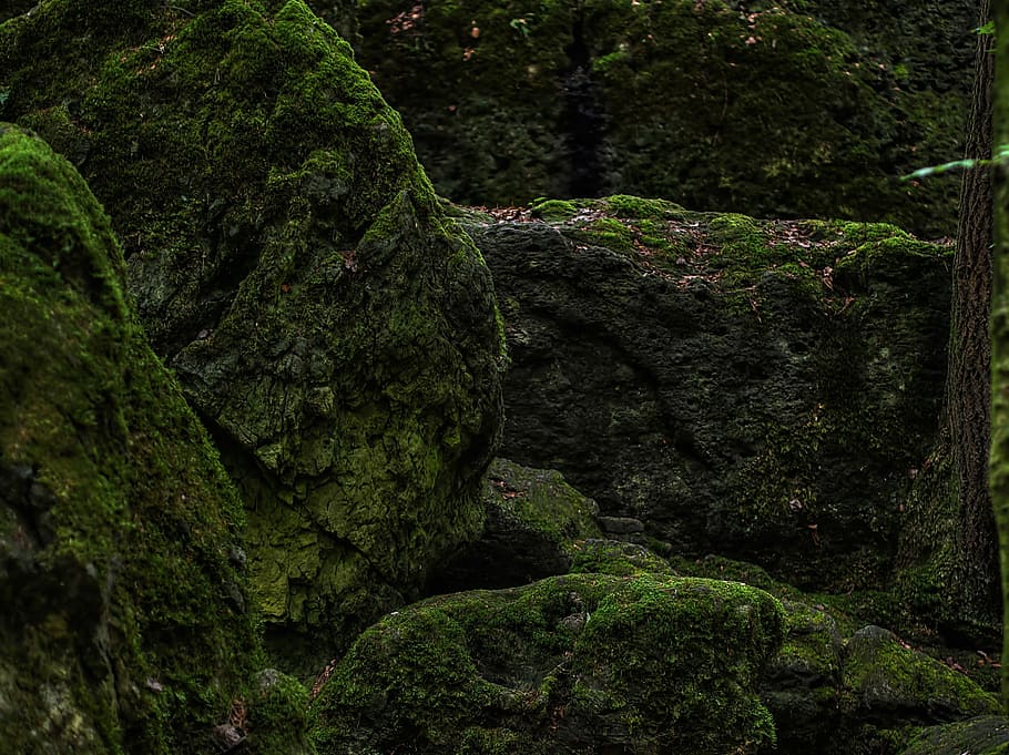 Forest Floor, Moss, Forest, Forest, Green, bemoost, nature HD wallpaper
