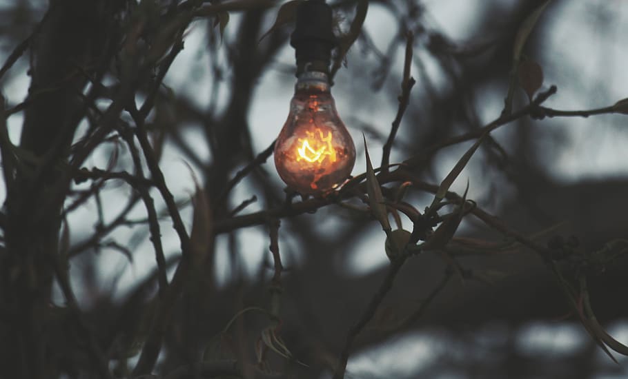 turned on light on branch, turned-on halogen light, bulb, light bulb HD wallpaper