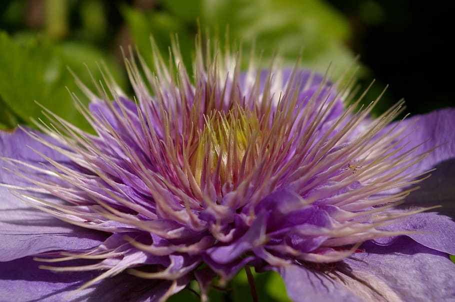 Clematis, Climber, Blossom, Bloom, purple, flower, nature, close HD wallpaper