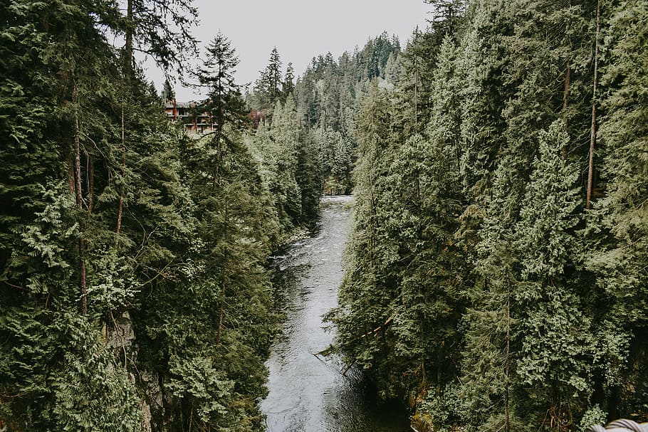 river between green leafed trees, river between green forest trees during daytime HD wallpaper