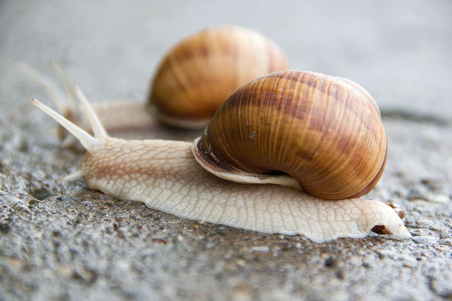 snail, conch, slimy, animal, nature, brown, close-up, mollusk HD wallpaper
