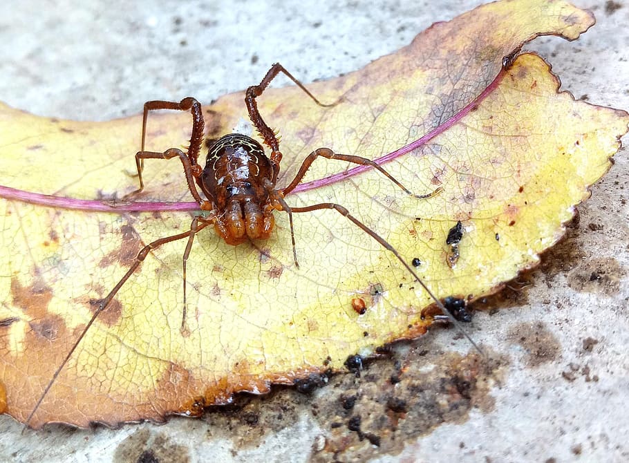 arachnid, type, opilión, animal wildlife, one animal, invertebrate HD wallpaper