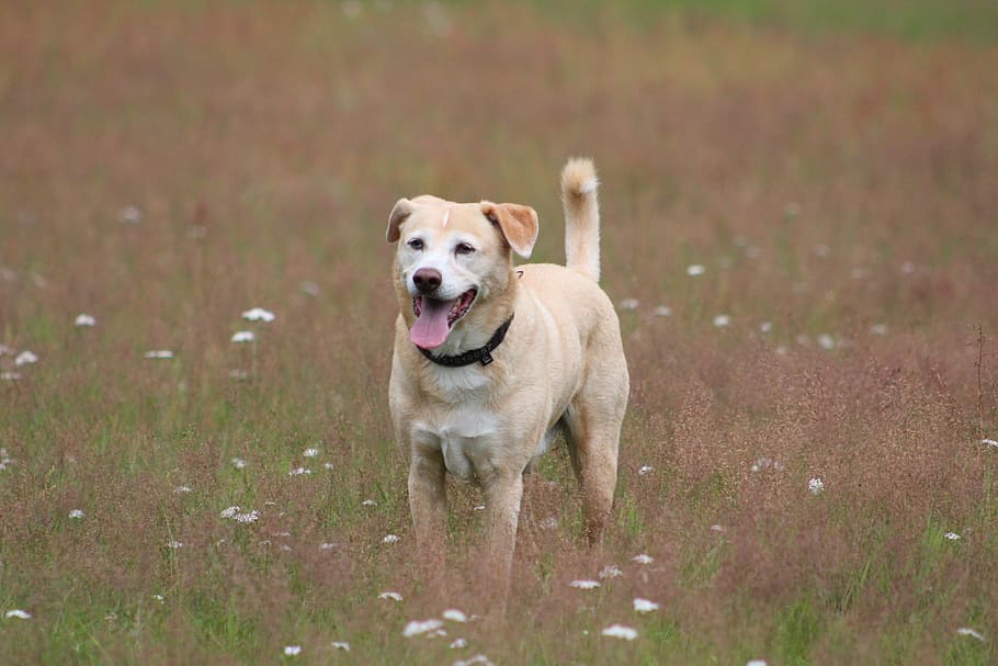 Dog, Play, Fun, Movement, Animal, great, hybrid, pets, purebred Dog HD wallpaper