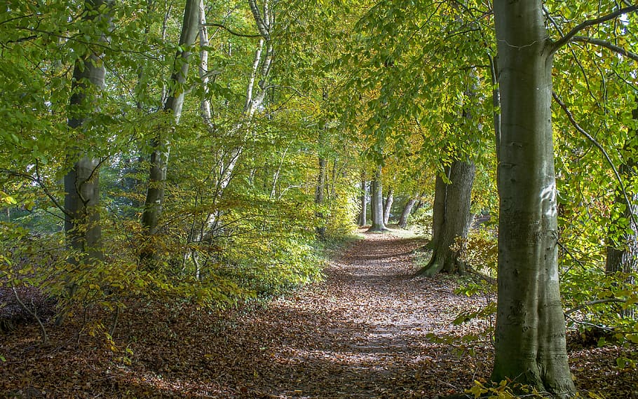 Landscape, Away, Road, Nature, forest, tree, outdoors, woodland HD wallpaper