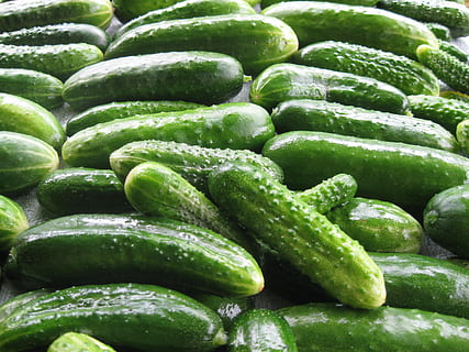 Cucumbers, Harvest, summer, why, vegetable, food, freshness HD wallpaper