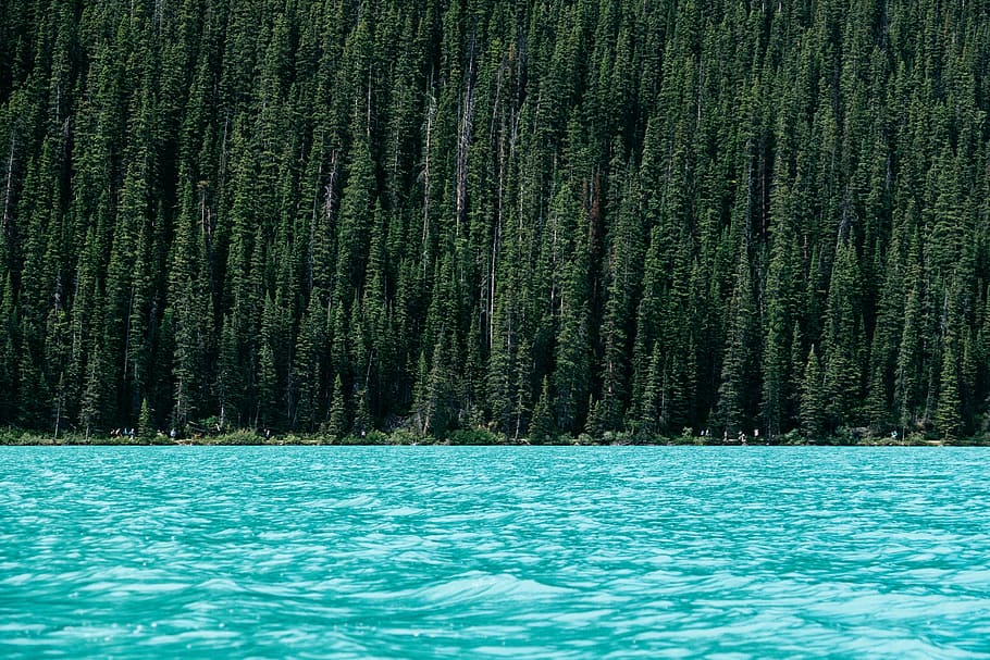 empty water against trees, conifer, daylight, foliage, forest HD wallpaper