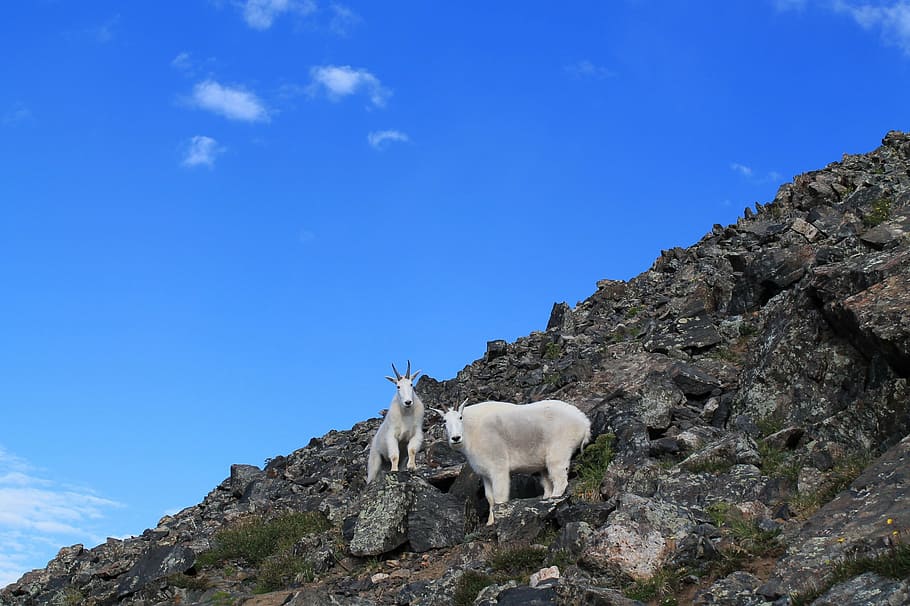 mountain goats, animals, colorado, wildlife, nature, alpine, HD wallpaper