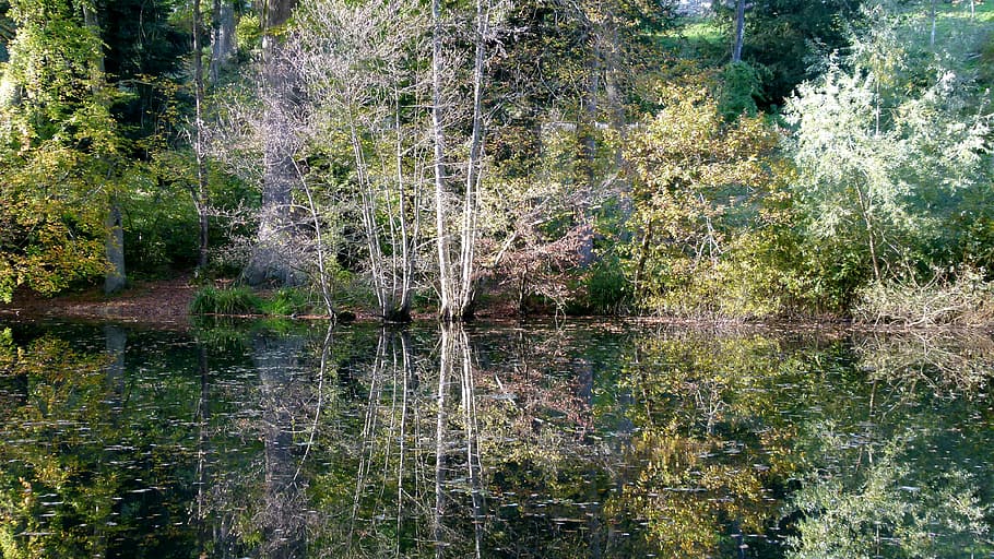 autumn, forest, waldsee, nature, tree, water, reflection, outdoors HD wallpaper