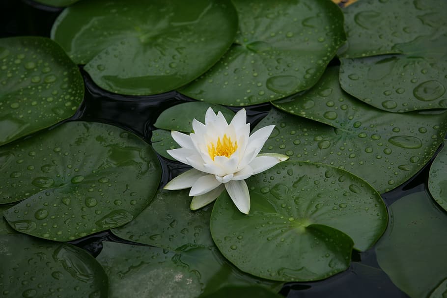 white lotus flower, Nature, Plants, Lotus Leaf, tabitha, after
