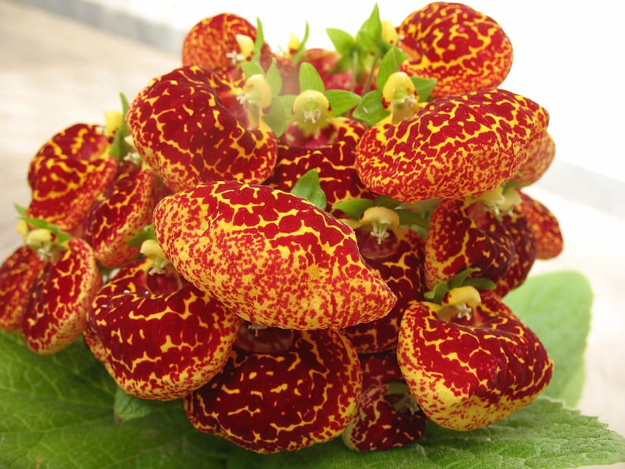 flower, red, green, spring, nature, food, fruit, freshness HD wallpaper