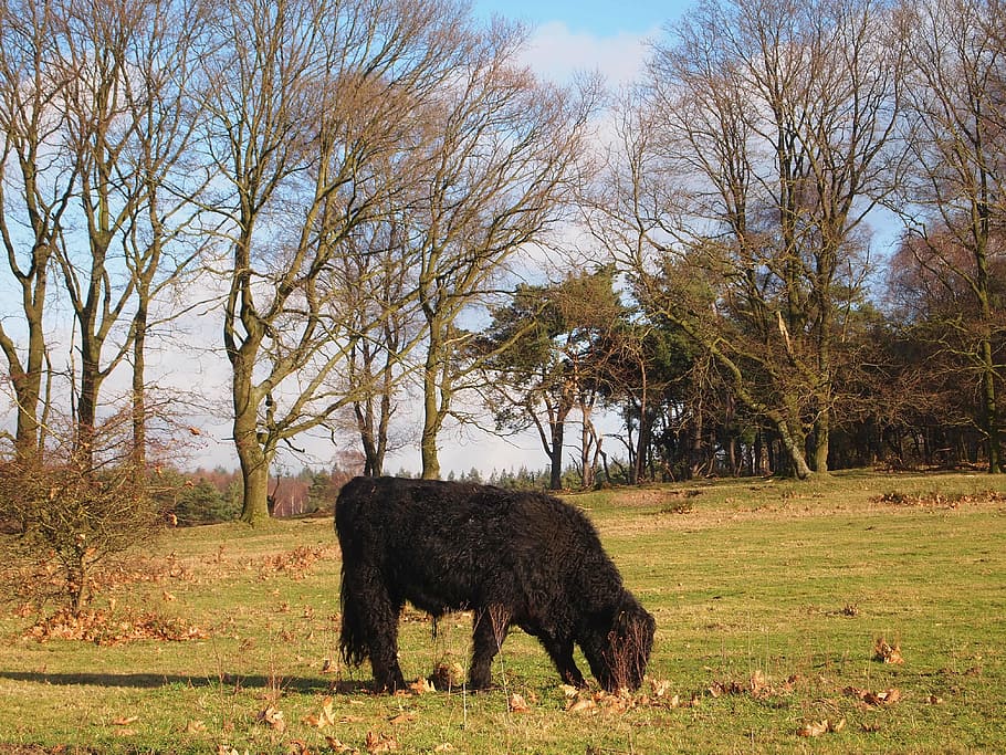 beef, coat, rehashing, meadow, trees, blue sky, spring, forest HD wallpaper