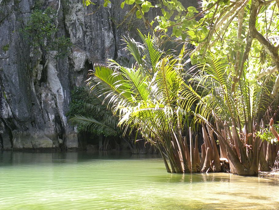 photo of palm trees in body of water next to hill, palms, cave HD wallpaper