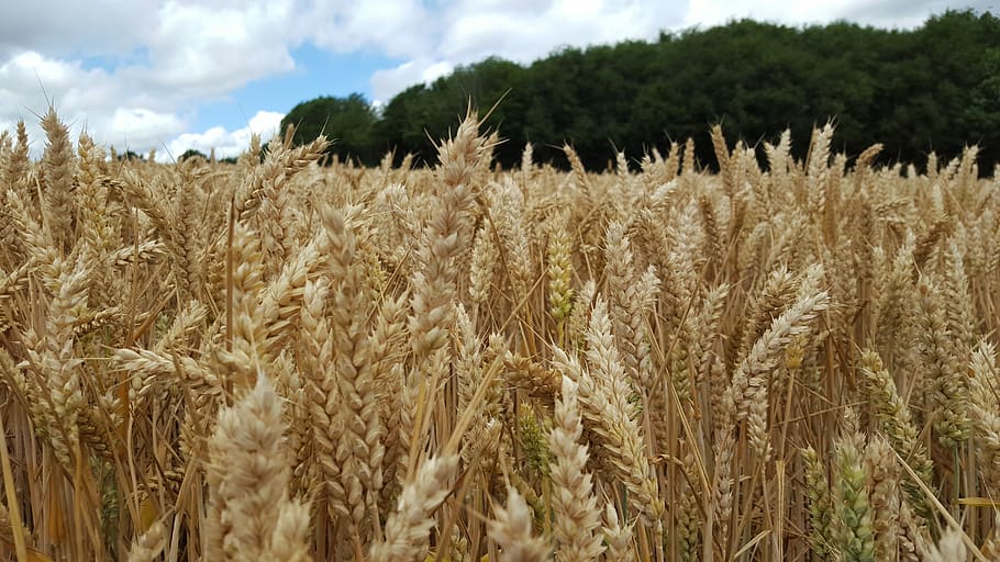 Fields, Corn, Farm, agriculture, growth, cereal plant, crop HD wallpaper