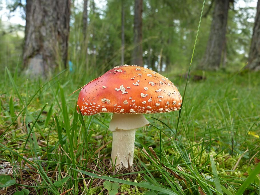 mushroom, forest, toxic, plant, fungus, grass, land, growth HD wallpaper