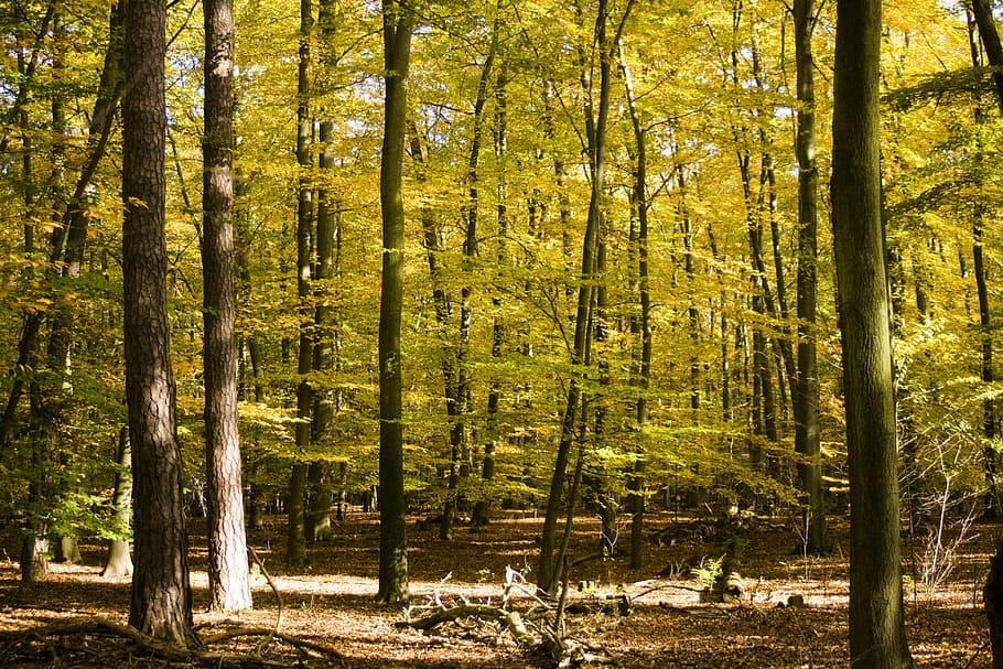 green forest, emerge, leaves, maple, book, october, autumn HD wallpaper