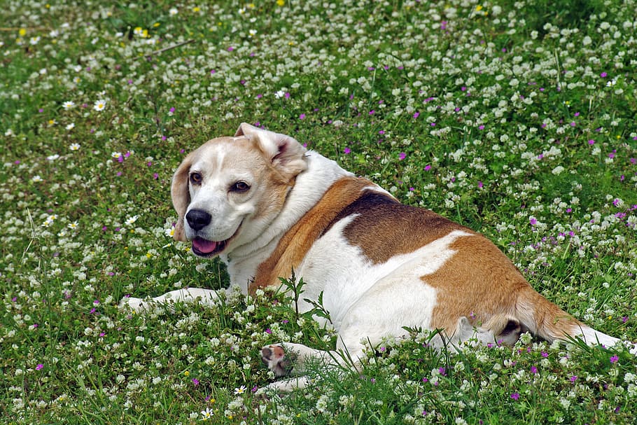 beagle, dog, snuff, hound, friend, nose, ears, one animal, animal themes HD wallpaper
