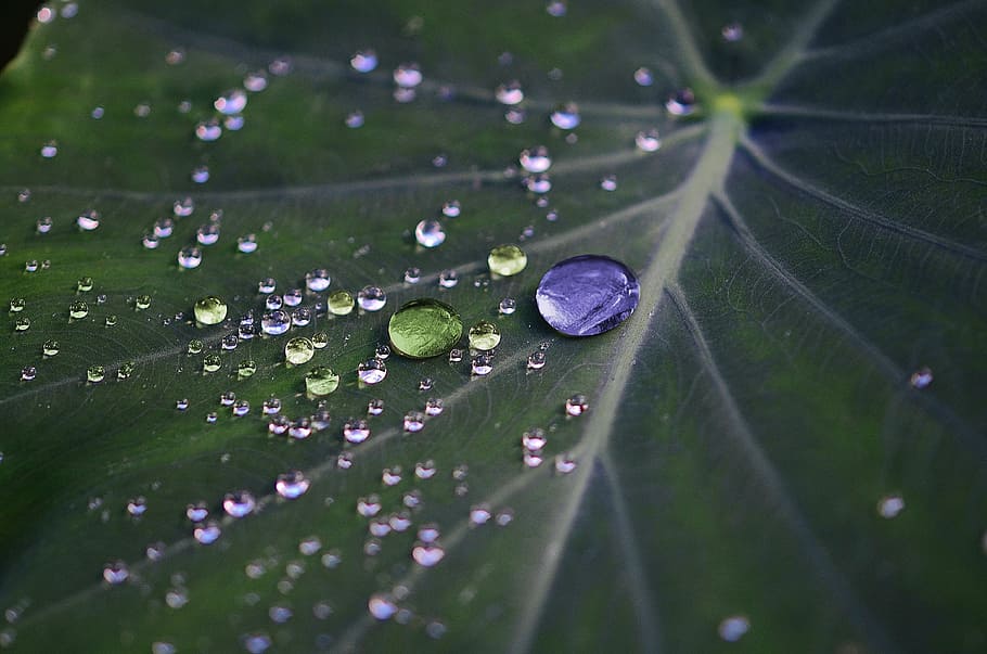 macro photography of leaf, colorful, green, nature, drop, drops HD wallpaper