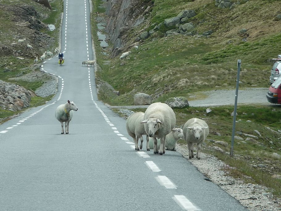 norway, sheep, road, flock, nature, animals, mammal, animal themes HD wallpaper