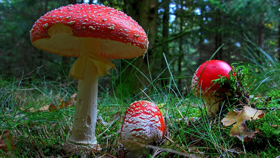 three red fungus surrounded with green grasses at daytime, fly agaric HD wallpaper